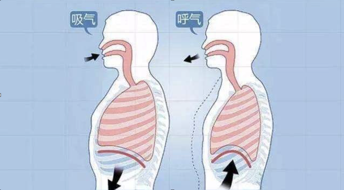 吸气横膈肌紧张,呼气横膈肌放松