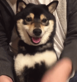 狗年就要到啦, 超萌柴犬祝大家新年快乐旺旺旺!