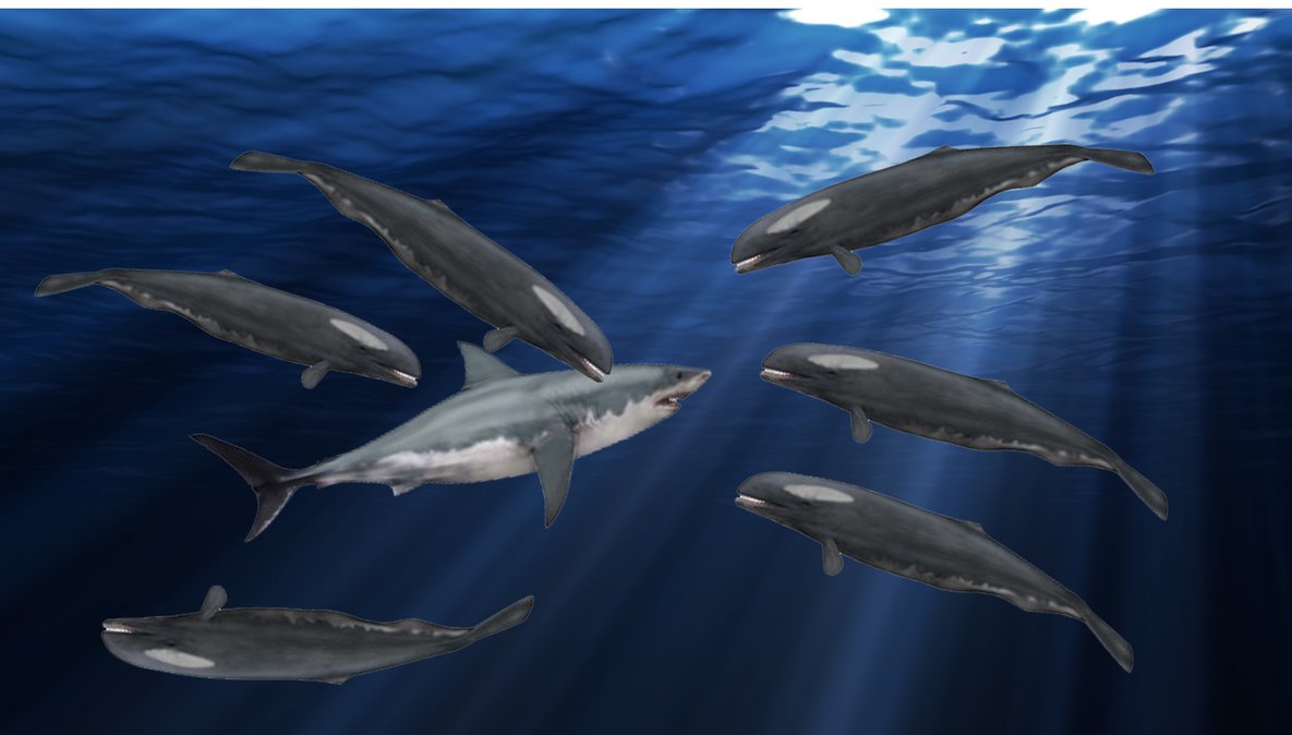 【趣味】古今海界掠食三巨头(巨齿鲨 梅鲸 抹香鲸),到底谁最大?