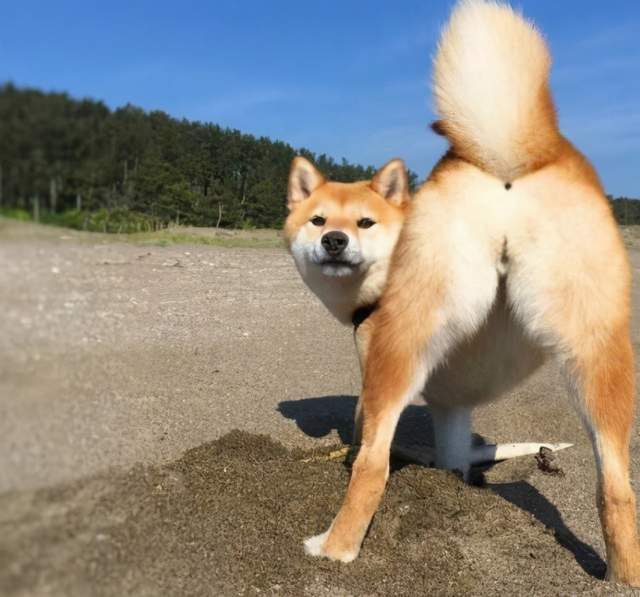 柴犬体臭严重吗?
