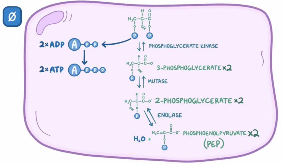 【osmosis 生化】glycolysis 糖酵解