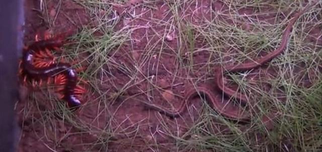 梦境交织,蛇与蜈蚣的床榻之战 梦境交织,蛇与蜈蚣的床榻之战