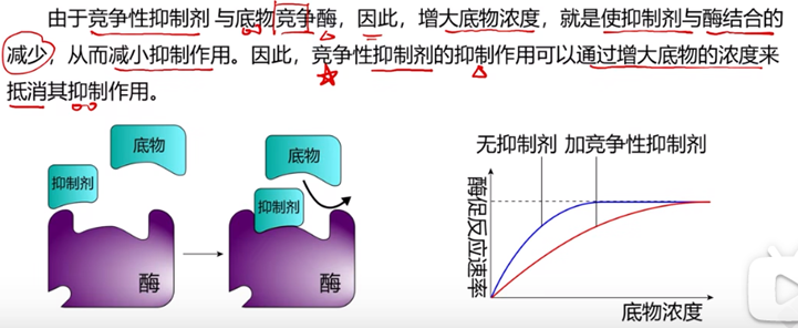 【高中生物】细胞能量供应和利用(一)酶(酶的本质、酶在细胞代谢的作用、酶的应用)