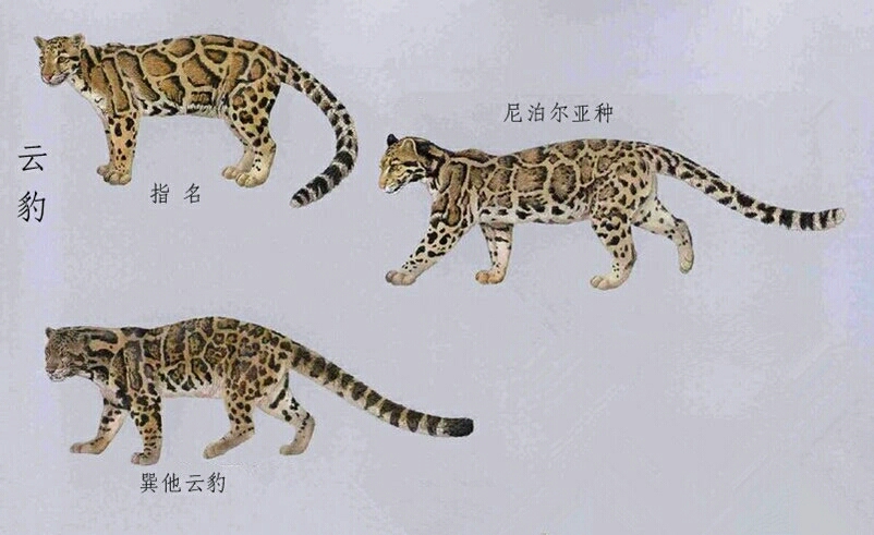 猫科动物专栏——云豹