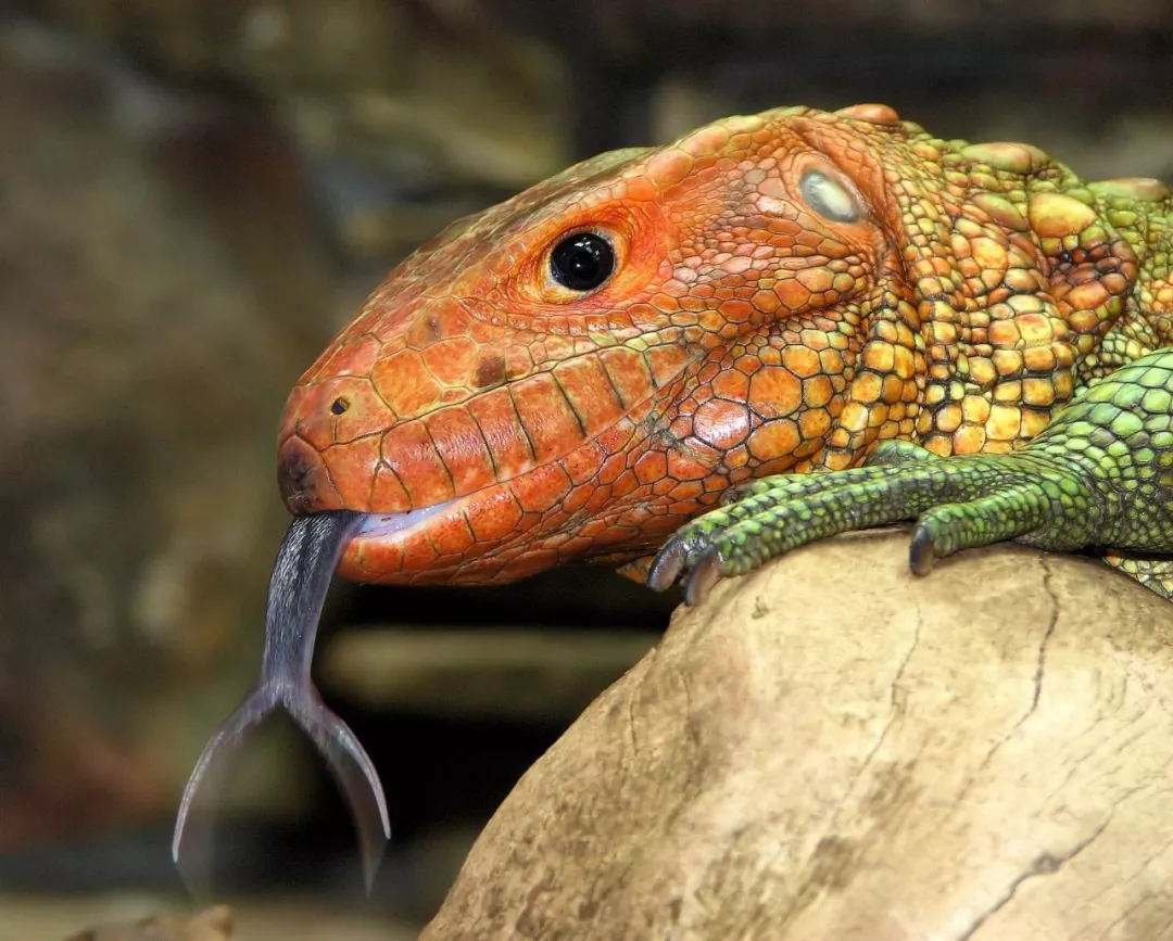 所有蜥蜴的味觉都不如人类一样敏感,蜥蜴的味蕾大多分布在咽部,舌头和