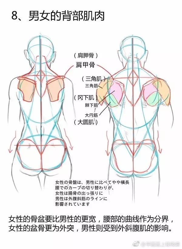 超级详细的男女背部画法以及区别讲解