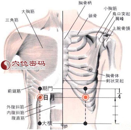 生活 日常 day 14:足少阳胆经(下)   辄筋名意指胆经的湿冷水气在此