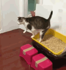 图2 尾巴这是怎么了. 感应到什么了吗 图3 这种东西能吃痧.