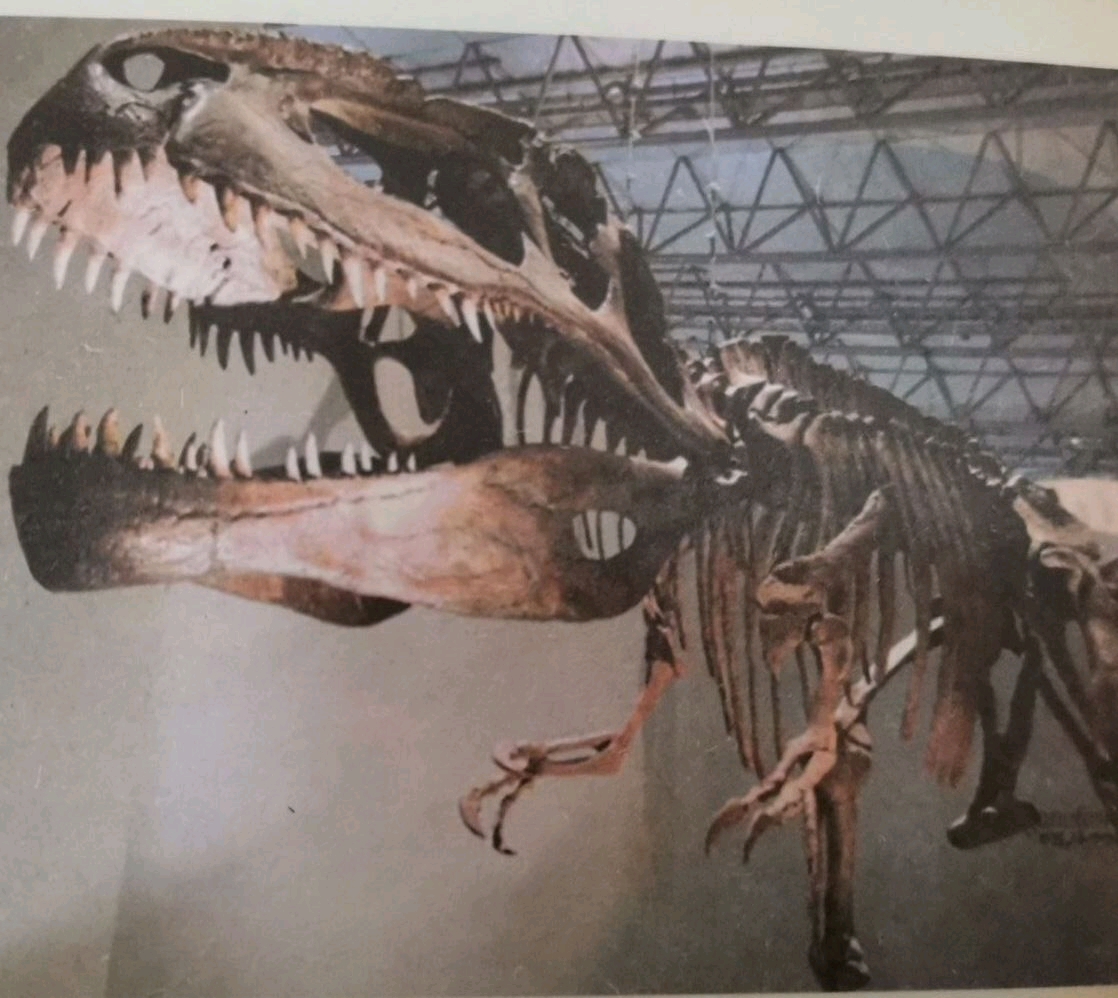 【超威南巨】(介绍恐龙篇)霸王龙真的是当之无愧的恐龙霸主,是人民的