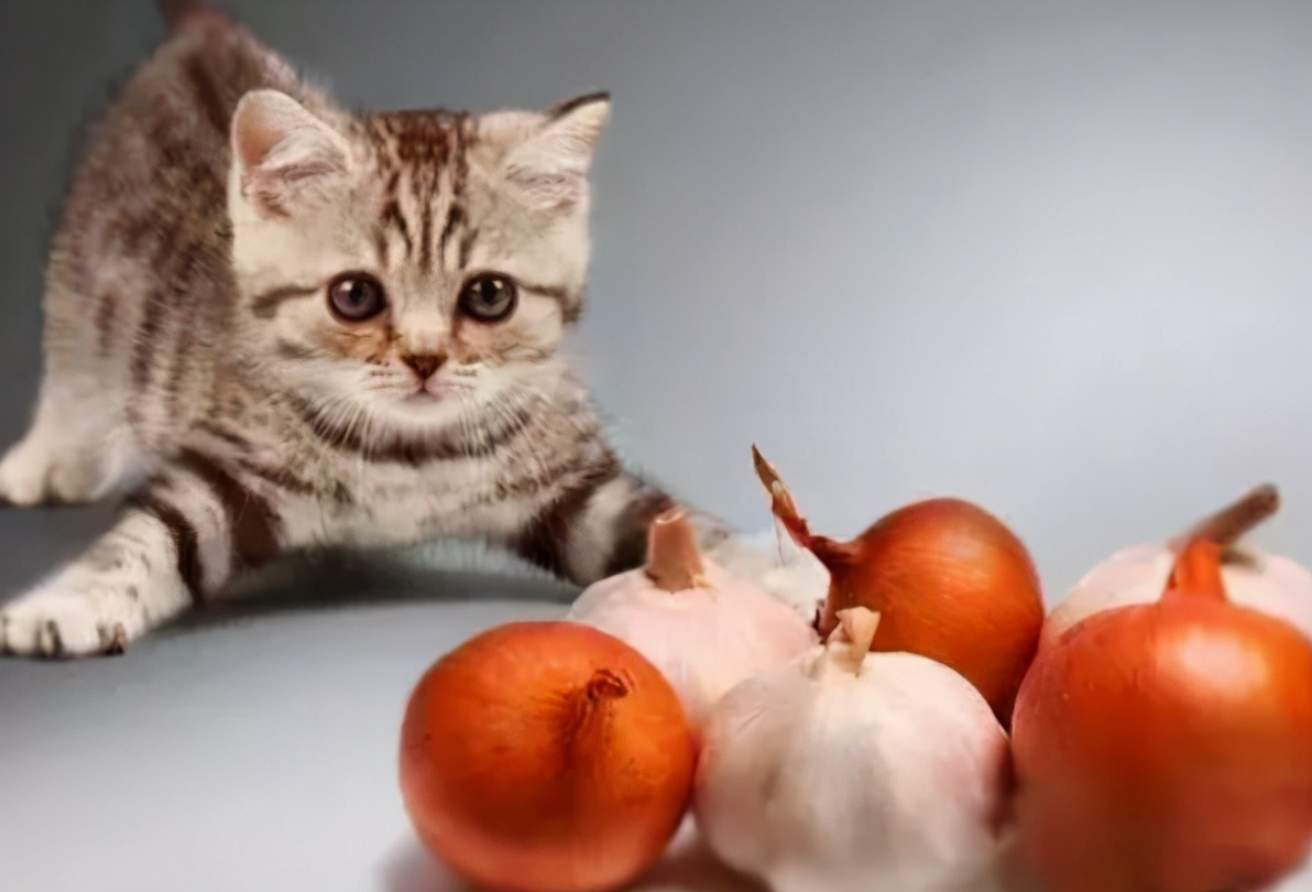 猫咪不能吃的几种食物,小心别喂错了