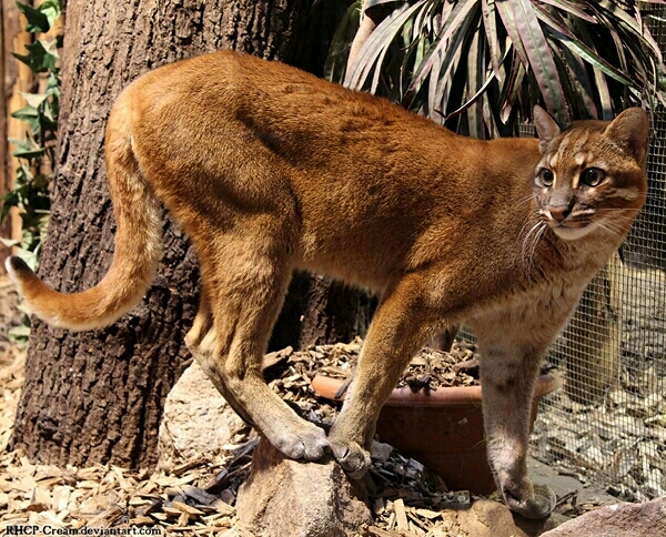 亚洲金猫的亚种分化与色型