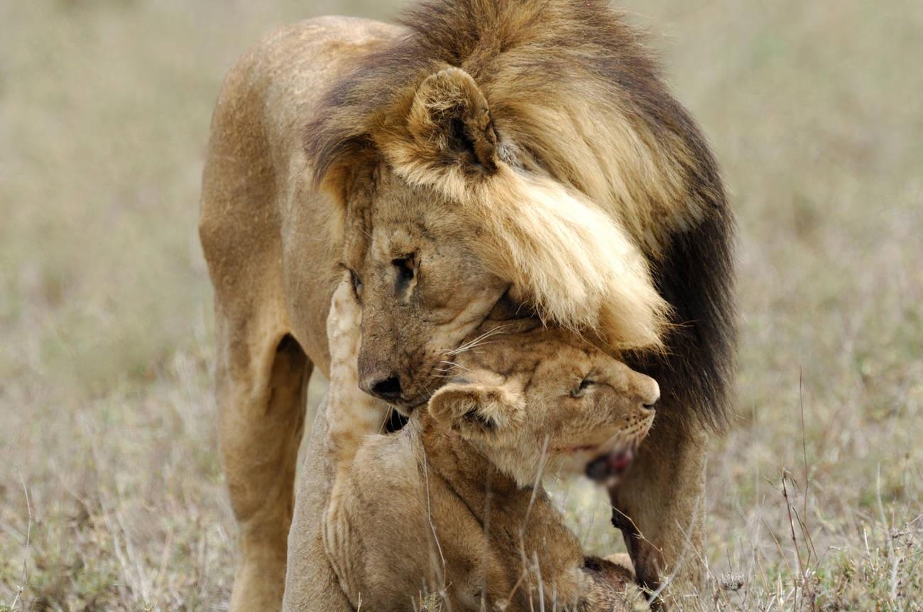 小狮子的生与死,很大程度上要看雌狮怎么表态