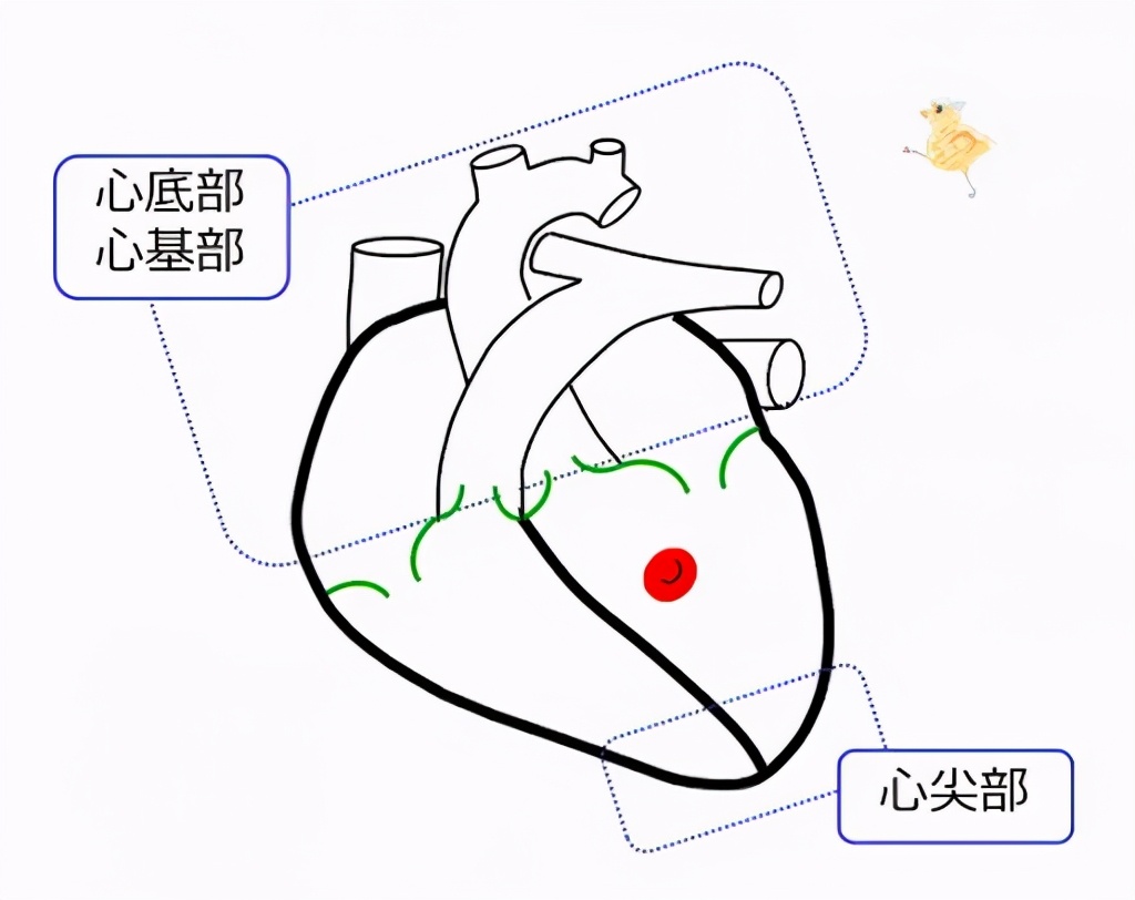 心底和心尖.图片来源:life-science-edu.net