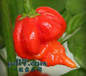 辣椒辣度排名_辣椒辣度图片(3)