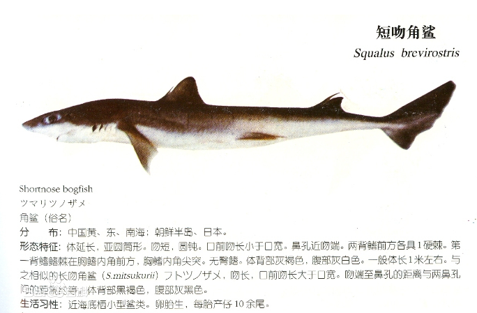 短吻角鲨