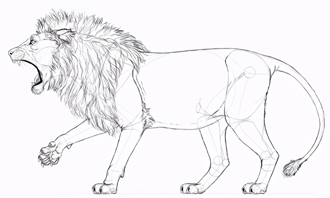 手绘初学者如何画咆哮的狮子绘画入门基础绘制教程