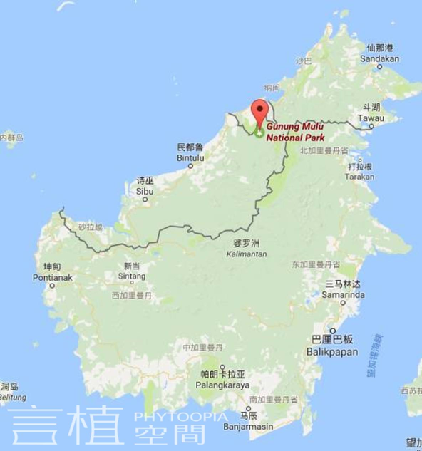 其模式标本采自婆罗洲砂拉越(sarawak)姆鲁山国家公园内石灰岩山壁上