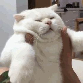 大哥毕竟是大哥,一旦猫咪觉得你是孩子或者小弟,它就认为自己