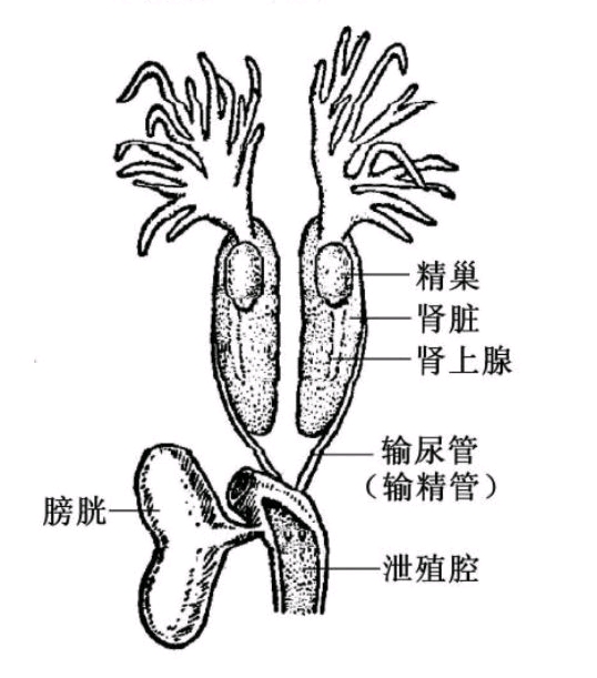 雄蛙的生殖系统解剖图