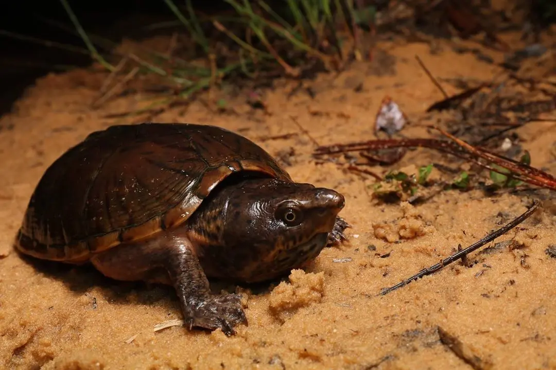 盘点下我最喜欢的小麝香龟属
