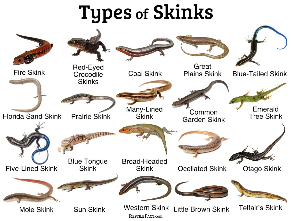 体长:17 ~ 20 厘米 寿命:10 年以上 相似物种:红眼鹰蜥tribolonotus