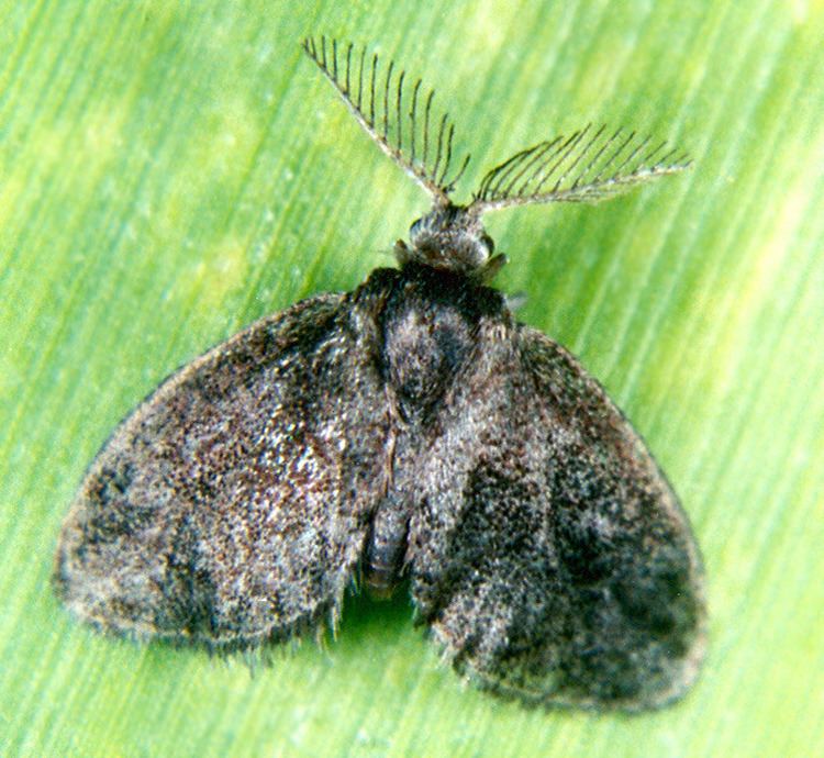 epiricania melanoleuca 成虫(幼虫寄生蔗飞虱)