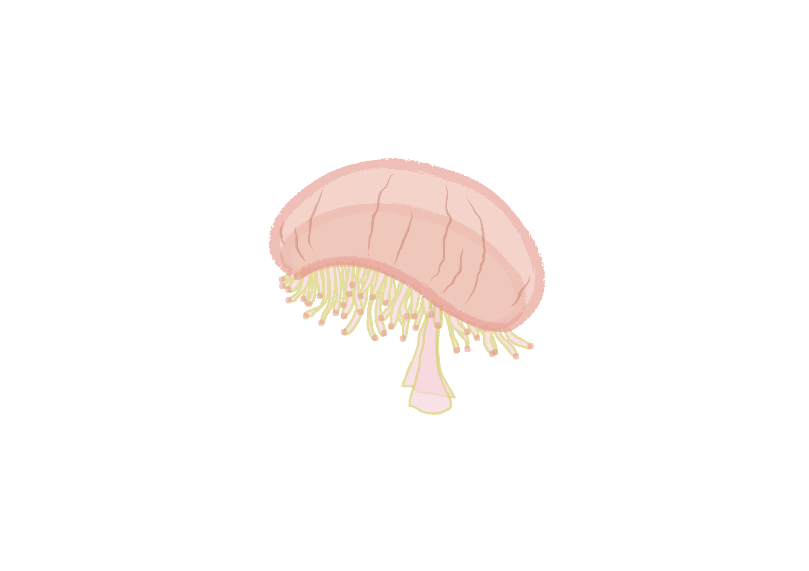 花笠水母