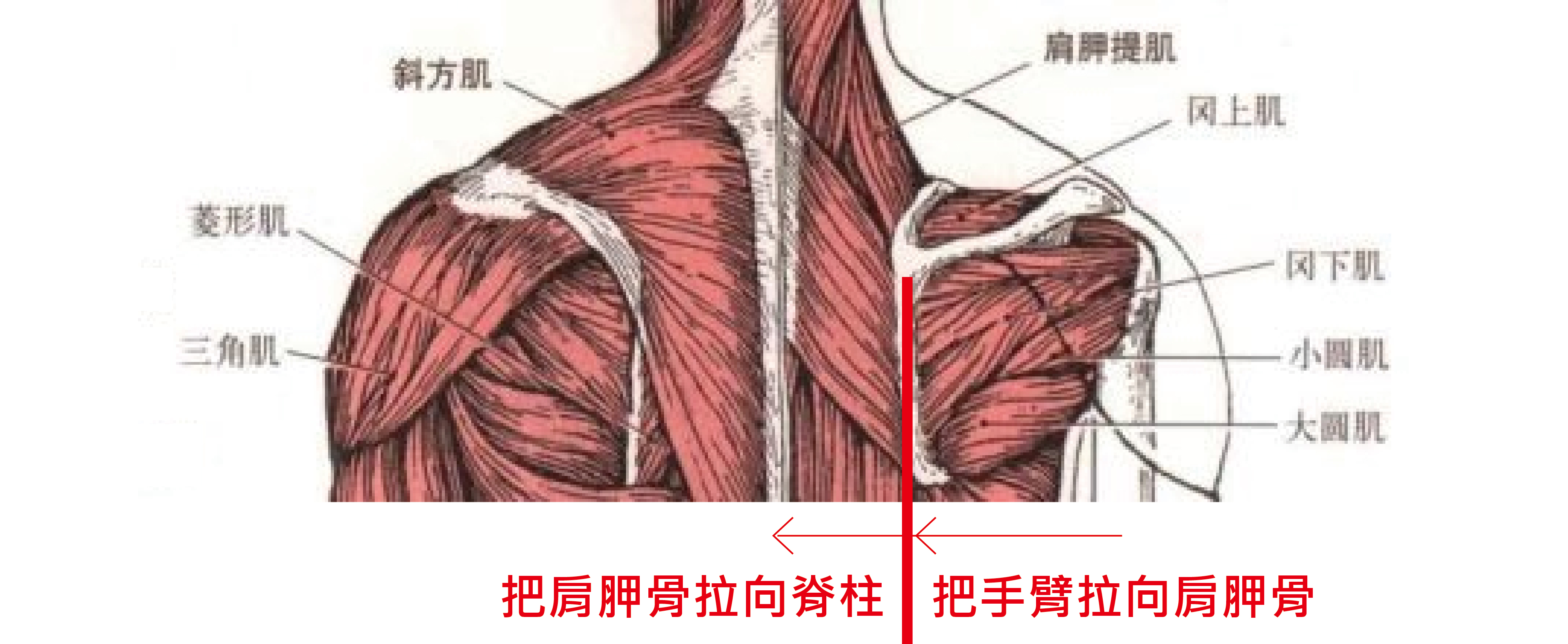 如果在动作中,没有刻意的去移动肩胛骨,那内侧的肌肉在训练过程中就