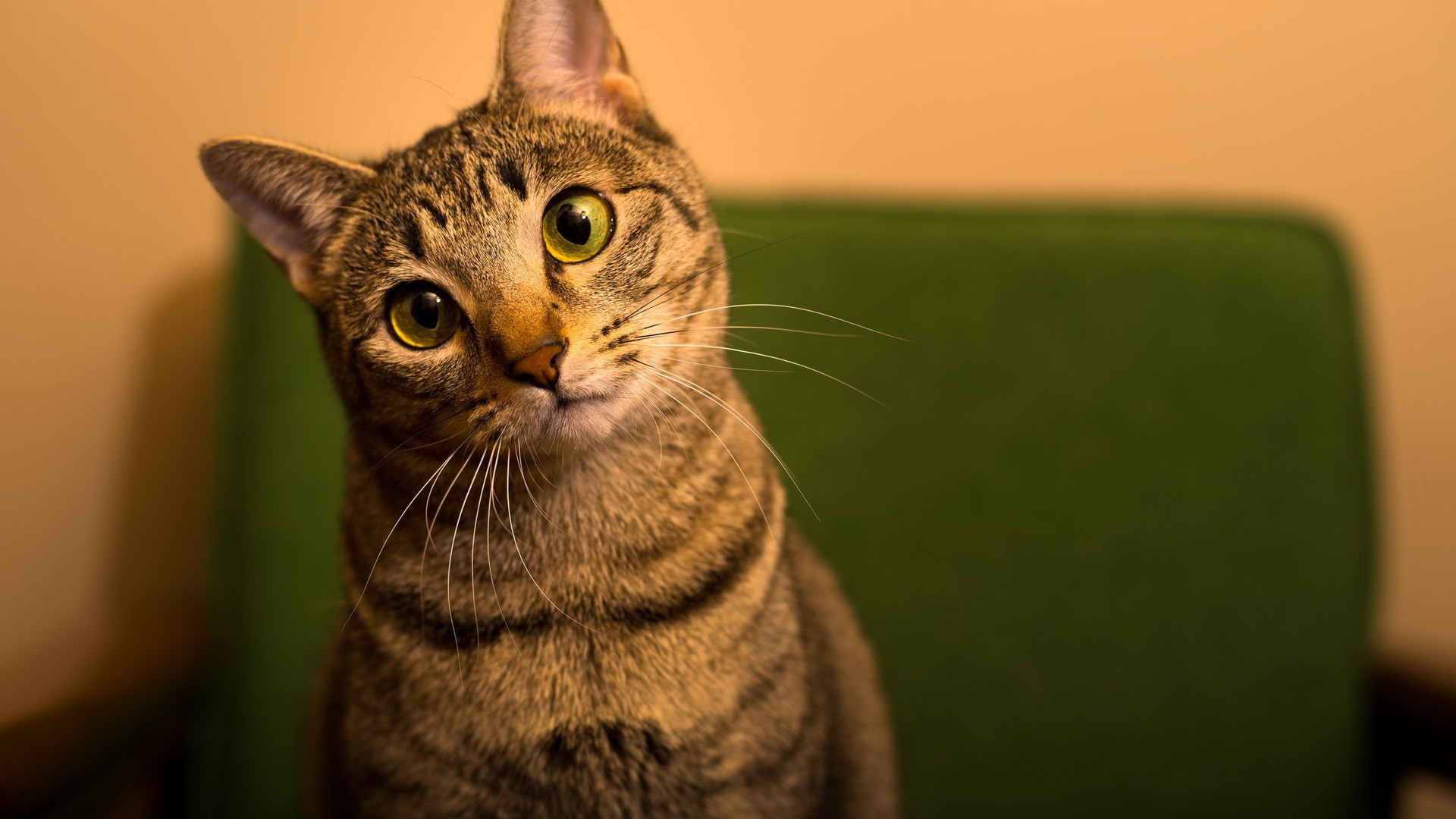 壁纸 动物 昆虫 猫 猫咪 小猫 桌面 1920_1080