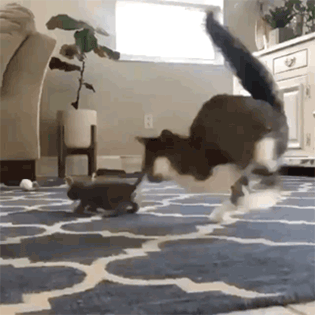 一笑十年少399期:伤害性不大,侮辱性极强