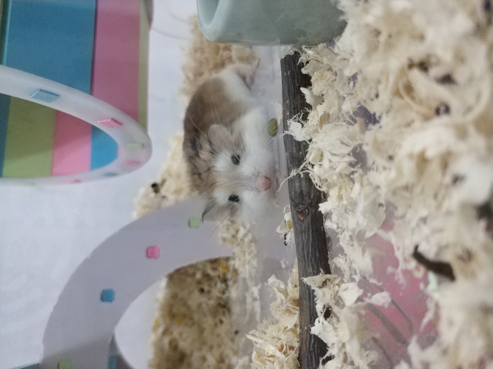 哪种虫草猴头高智商菇仓鼠花鸽子汤图片