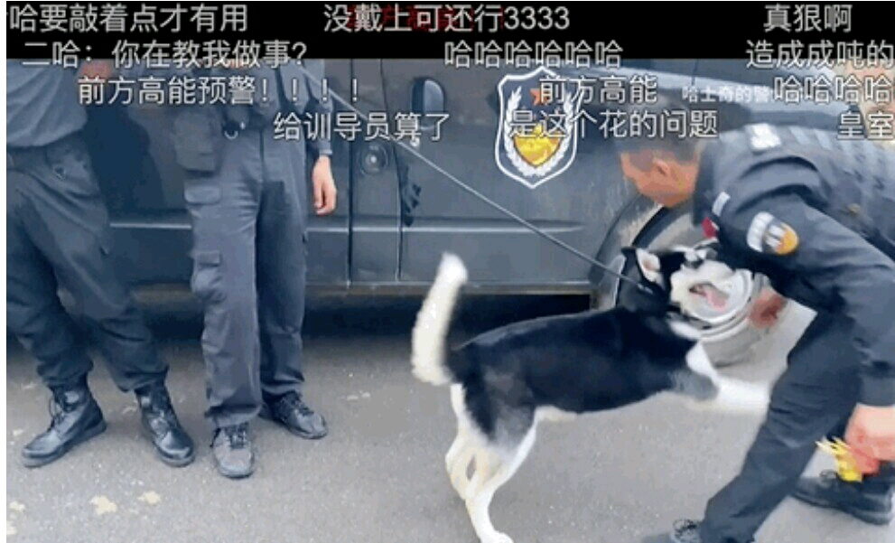 把哈士奇训练成警犬,我崩溃了!