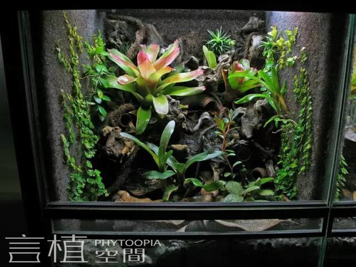 言植空间生态造景看到这么漂亮的雨林缸我只想说