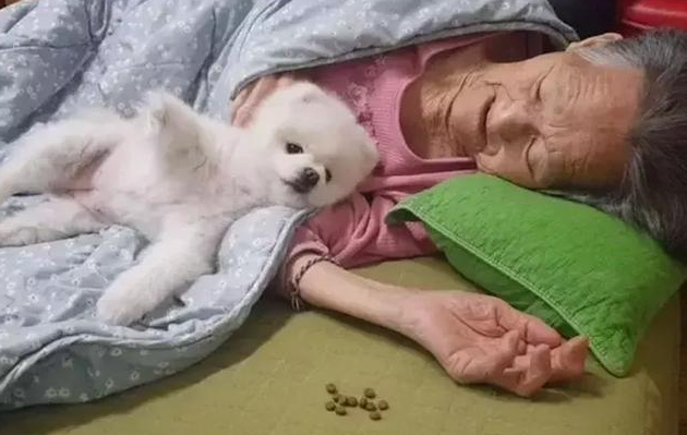 最通人性的"小型犬",即便身材小,也会奋不顾身保护你