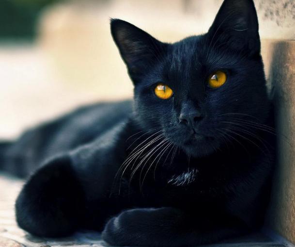 劝你不要养黑色的猫!原因有几个
