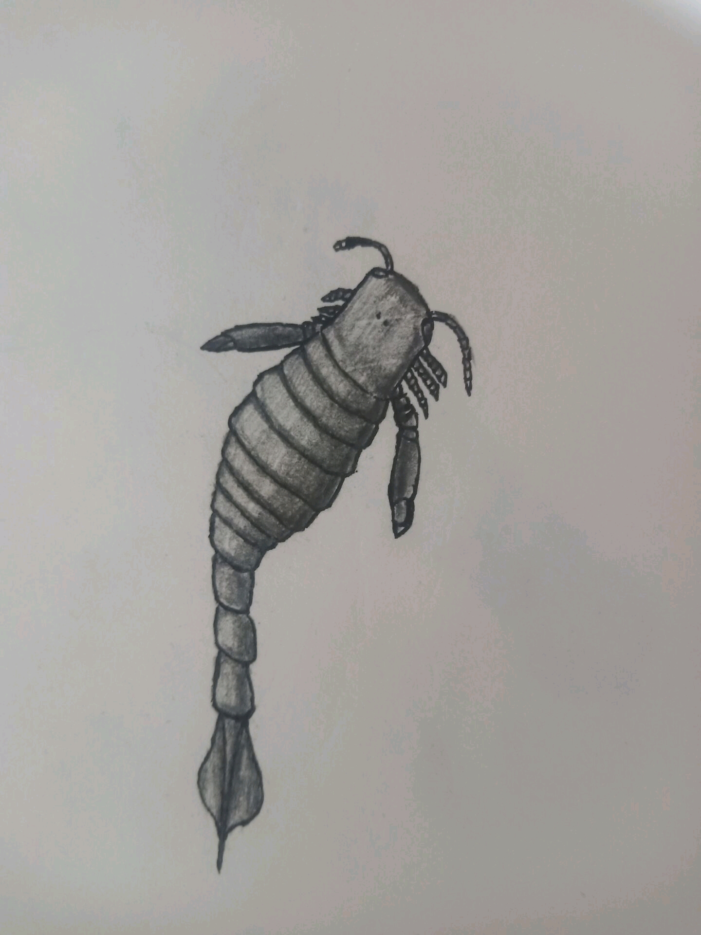 手绘板足鲎