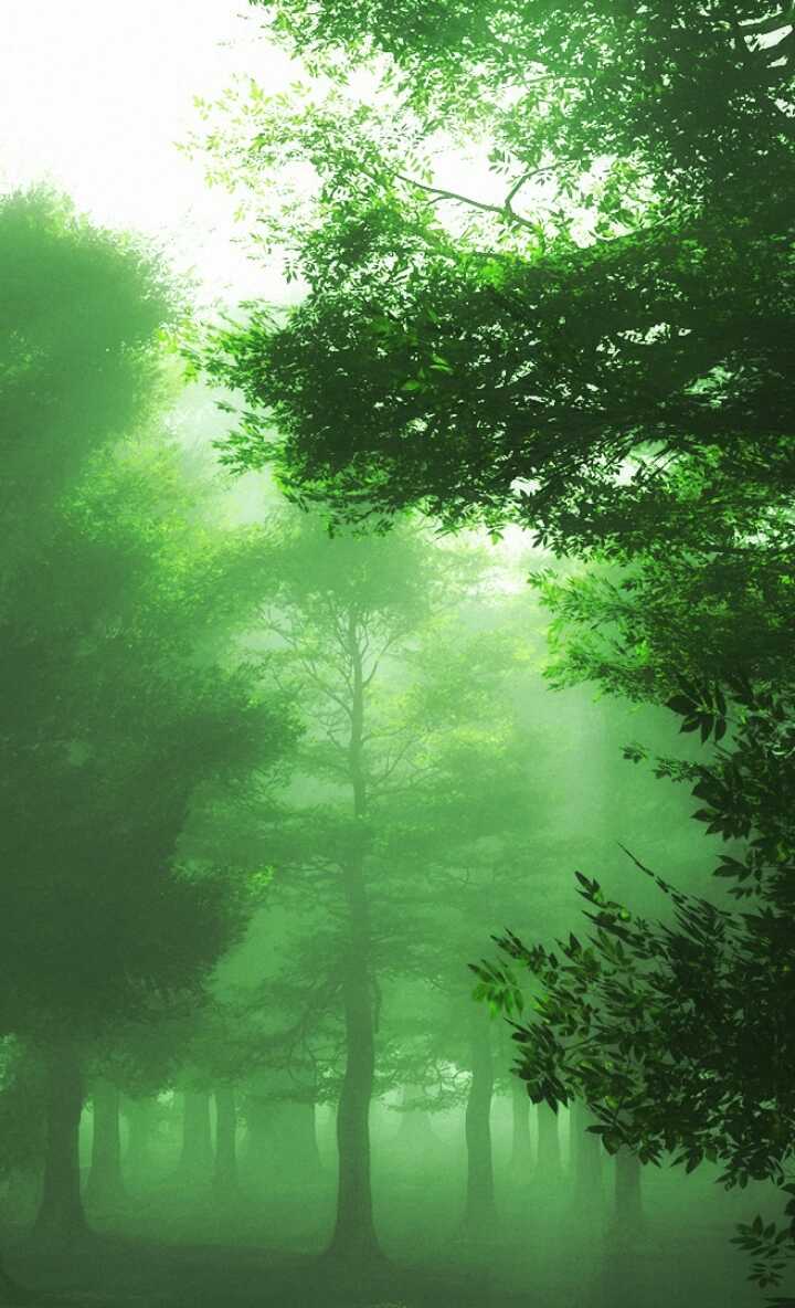 以森林为主题的唯美壁纸