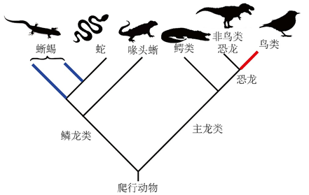 图3. 爬行动物演化关系简图