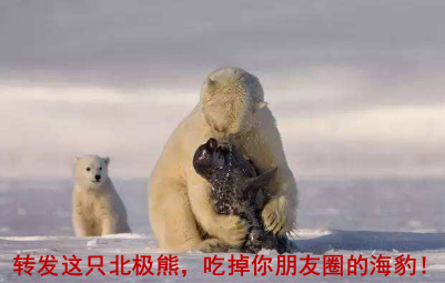 他们会躲在海豹们换气的冰层破口处屏息等待,只要海豹上浮露头,北极熊