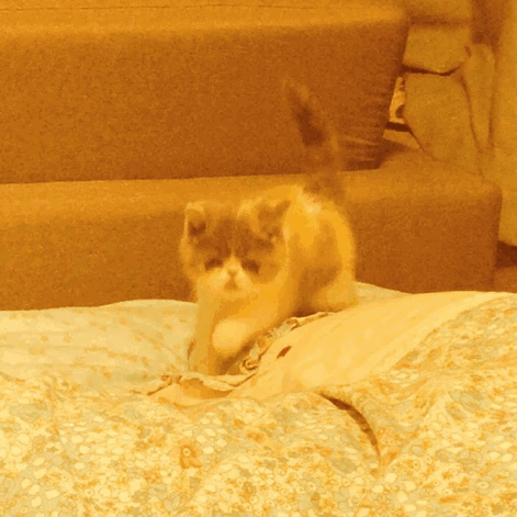 结果这里有只猫睡着了 131 0 花生酱喵记本 时间轴  00:48 喵喵