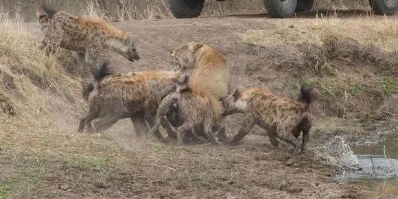 母狮被7头鬣狗围攻,母狮哀嚎求救,但是这次意外没有发生