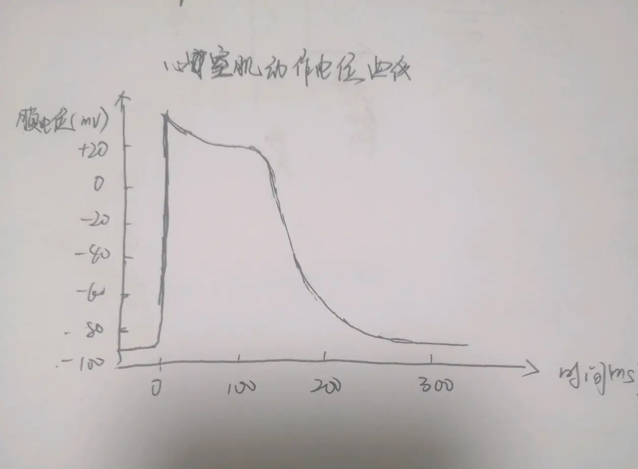 心室肌细胞电生理