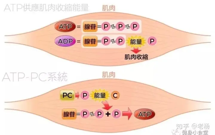 肌酸：可能是你最值得购买的健身补剂