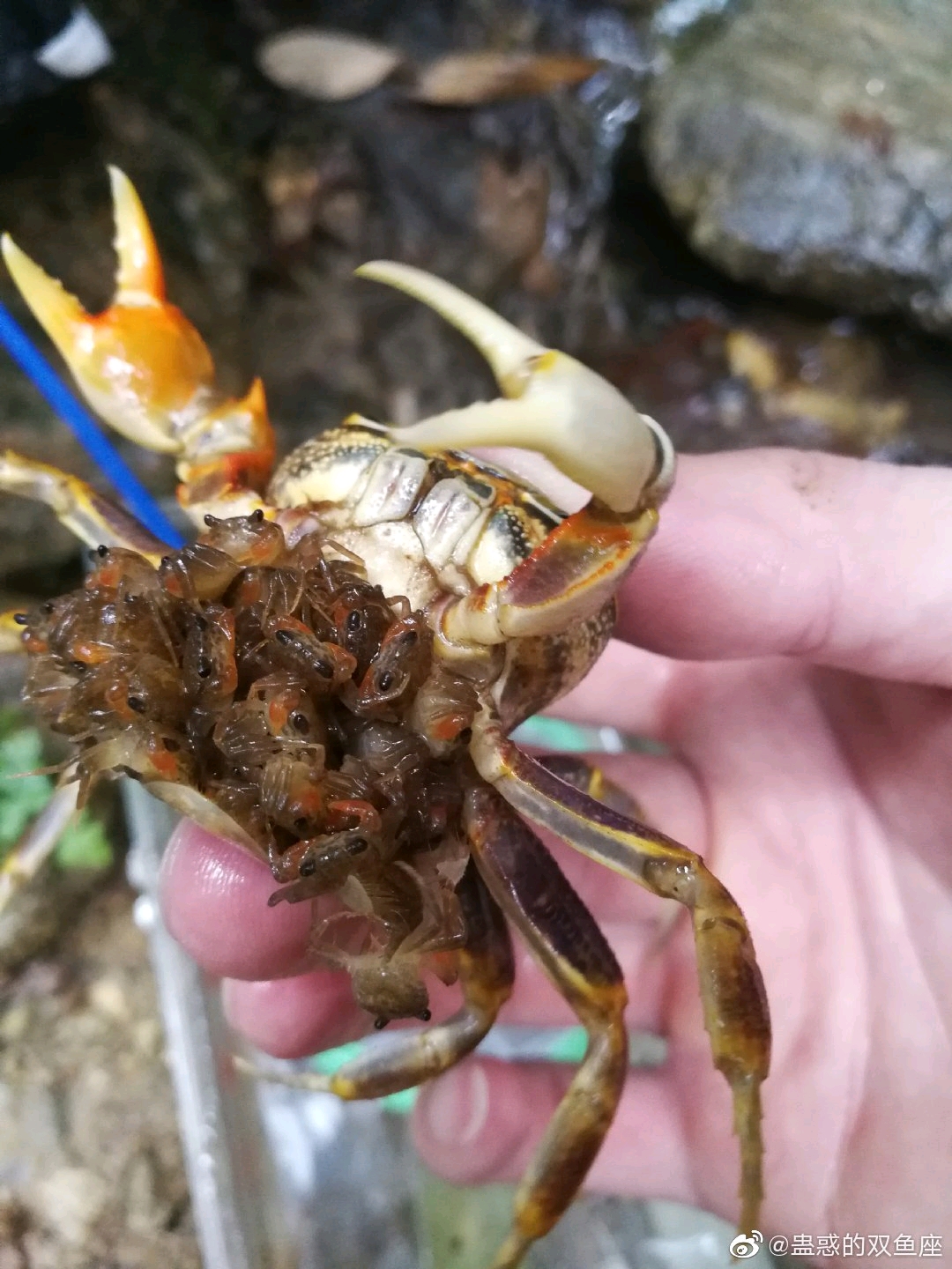 生活 日常 螃蟹的基本饲养条件 第一期    且由于卵体较大,一次所携带