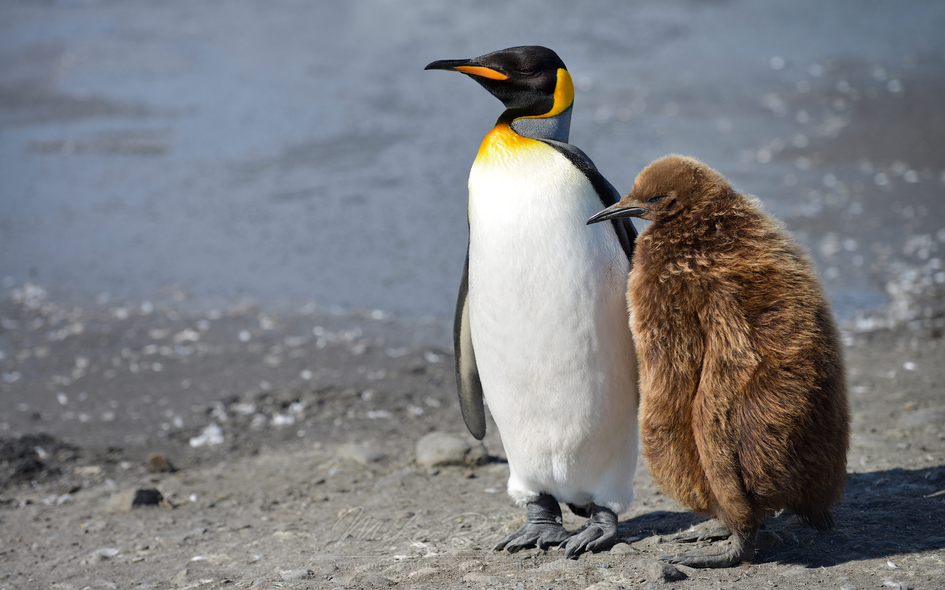 王企鹅以及其幼崽(帝企鹅幼崽是灰黑色的)
