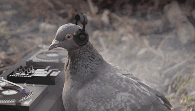 动物 鸽 鸽子 鸟 鸟类 400_228 gif 动态图 动图