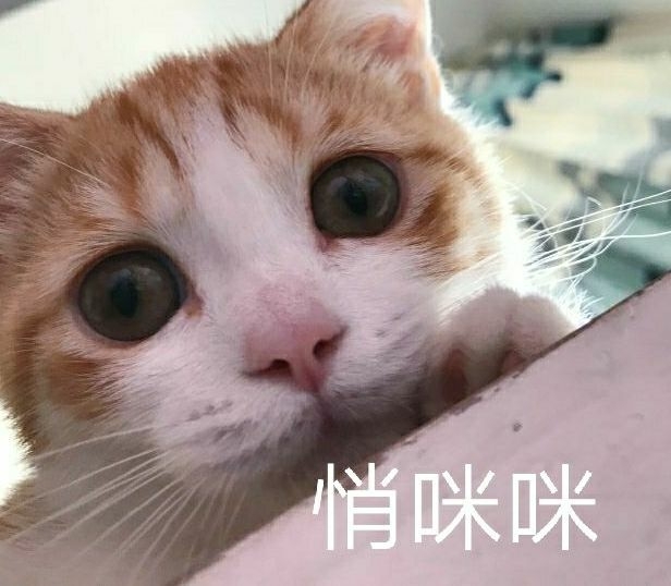 这是三猫与花花家的小猫咪呀