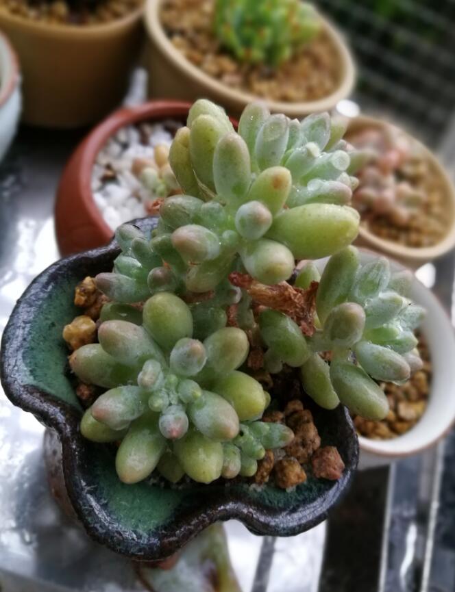 婴儿手指
