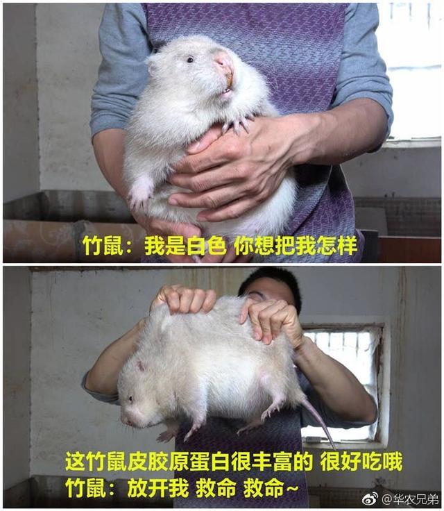 华农兄弟的吃竹鼠100个理由,很漂亮哦就是你要死了的意思,带你去河边