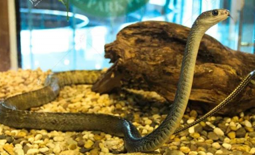 属蛇人2022年全年运势详解 b861d58c218377fdb9fbdfbb907d8b3336f46142.png